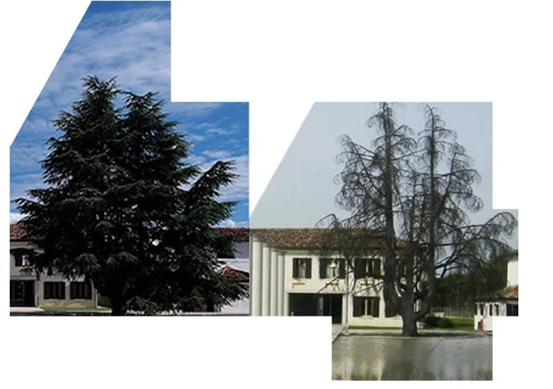 02-Viva-Cedre.jpg