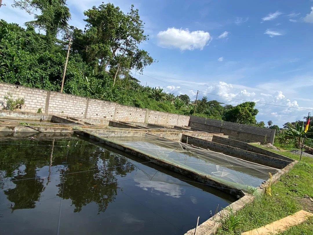 Etangs hors en béton