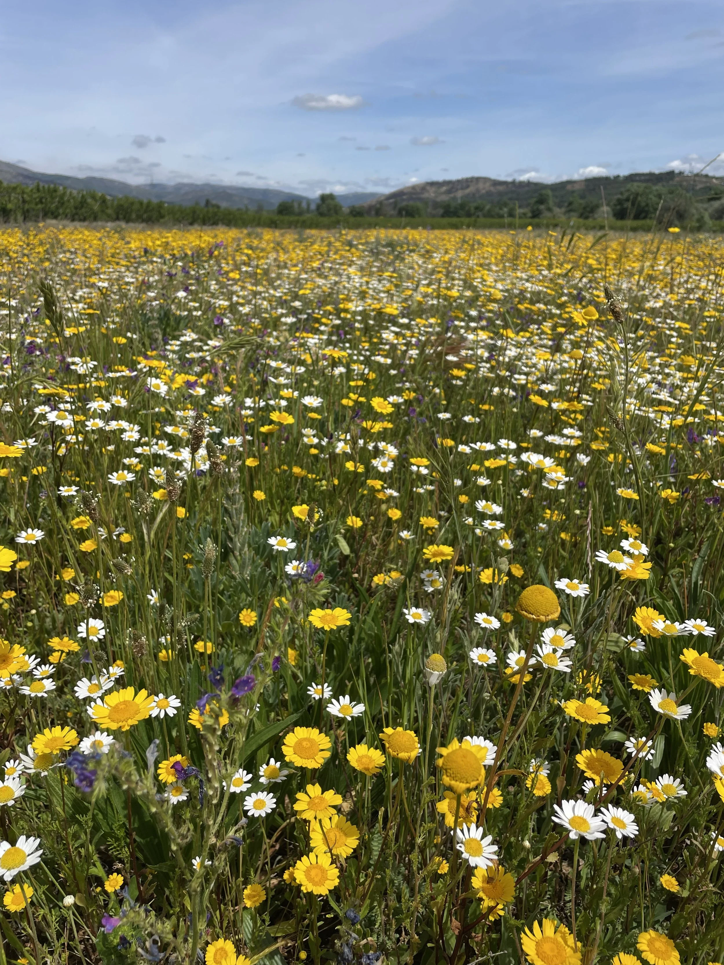 "No health without mental health"