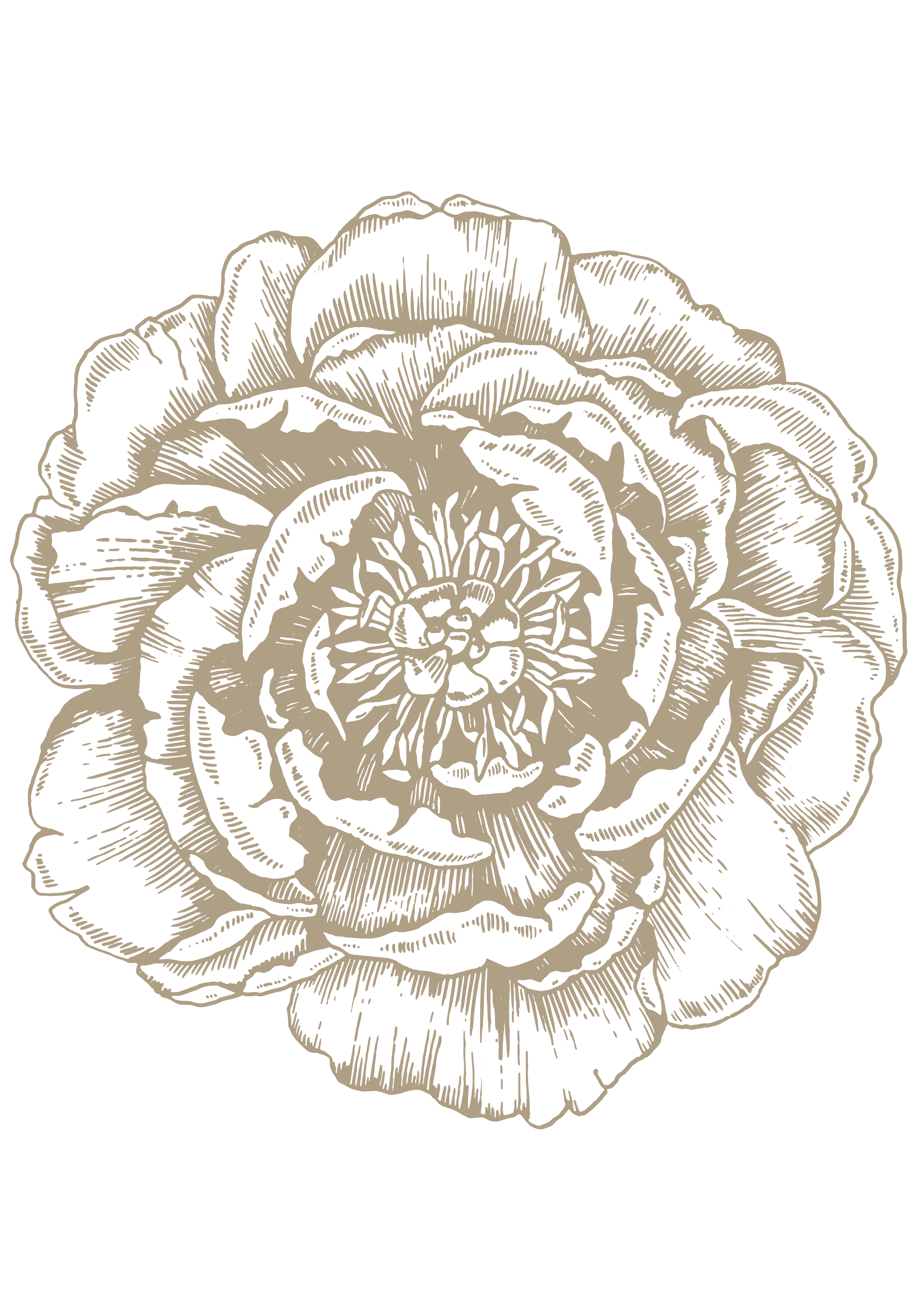 illustration of a peony