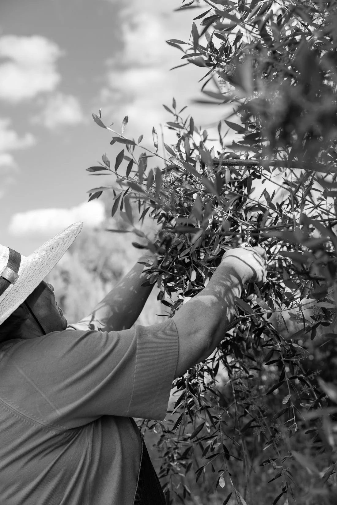 Person wearing a sun hat harvesting or pruning a tree with dense foliage outdoors on a sunny day.