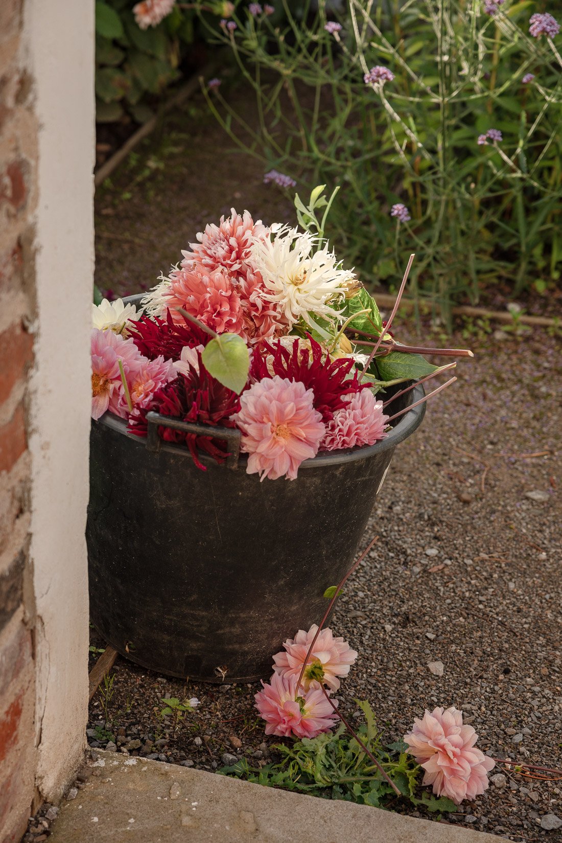 A black bucket filled with pink, white, and dark red flowers, placed outside on a dirt surface near a brick wall and some green plants.