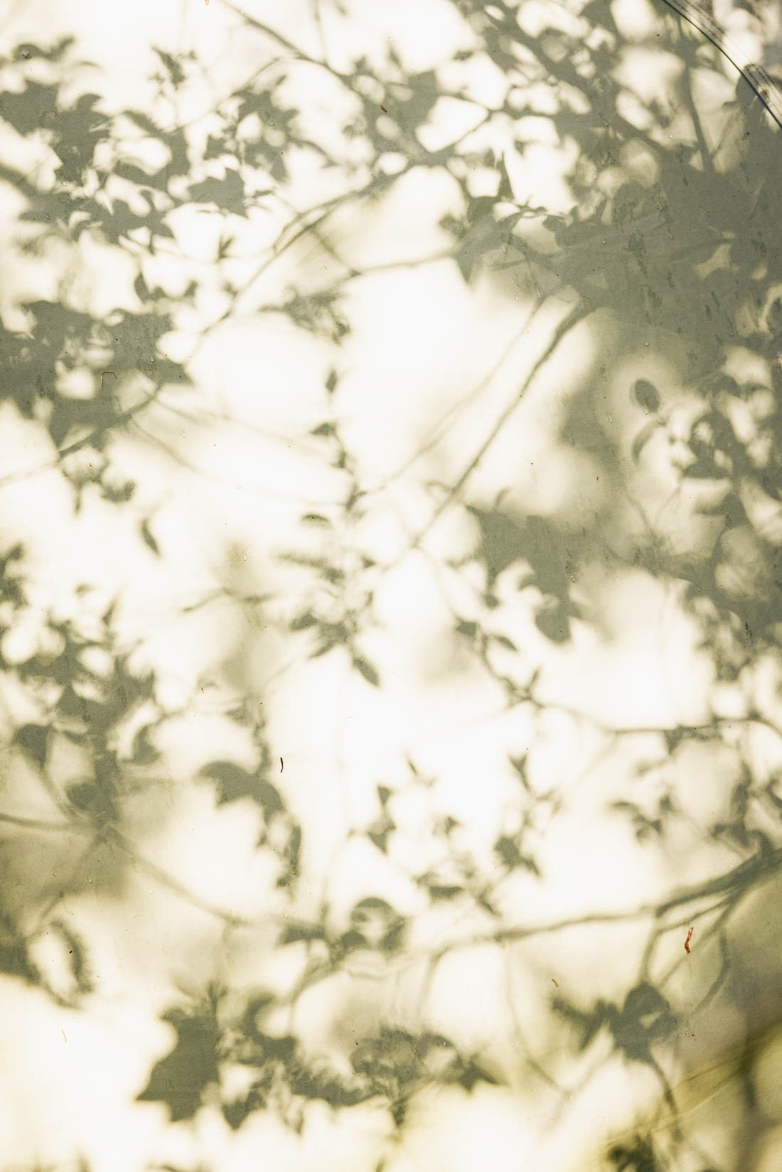 Blurred view of tree branches and leaves with sunlight shining through.