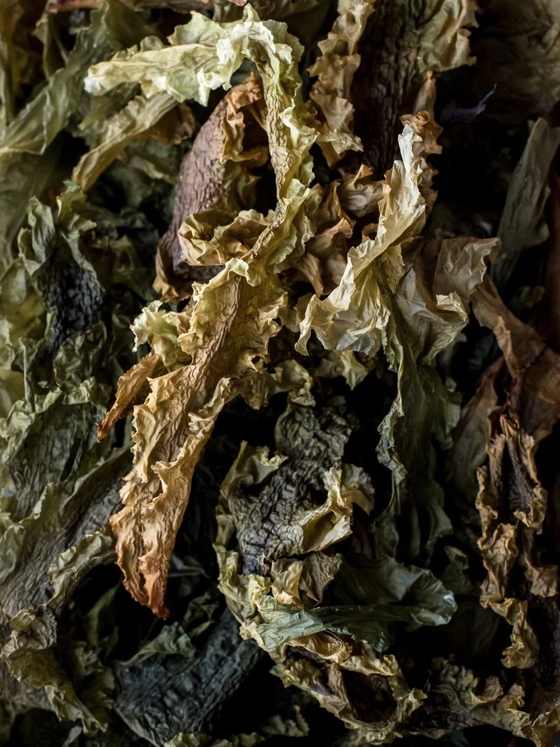 Close-up of dried, crumpled leaves and bark from plants or trees.