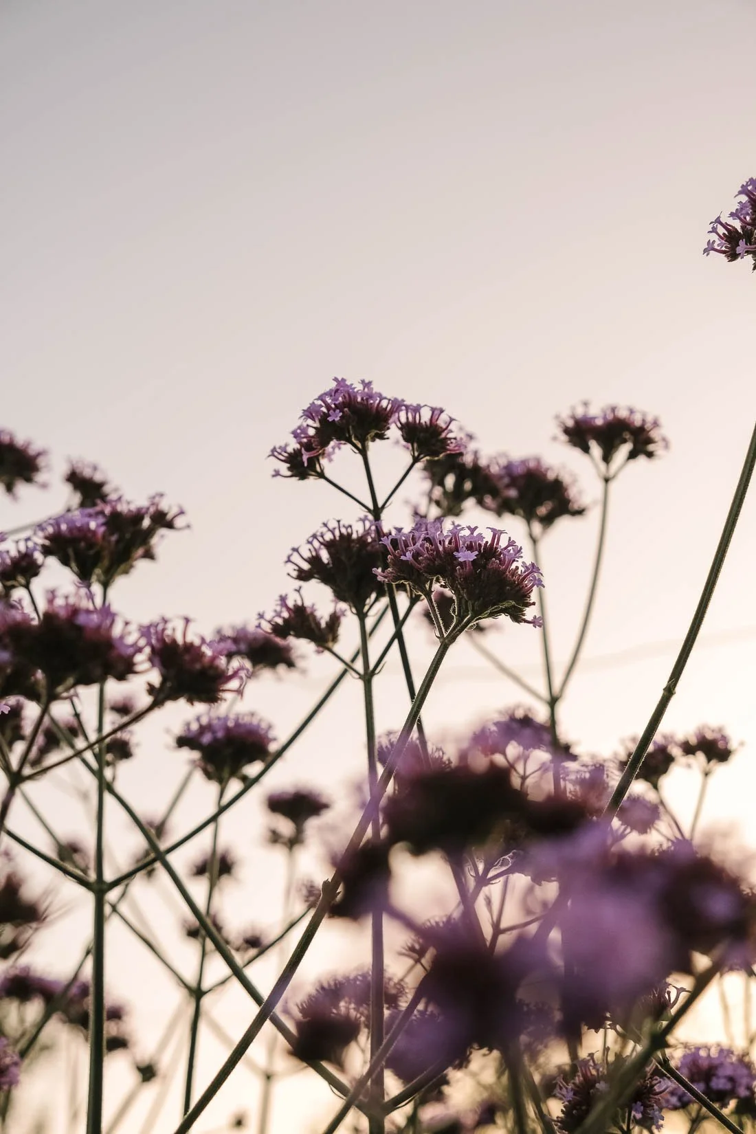 Purple flowers with thin stems against a light sky background, viewed from below.