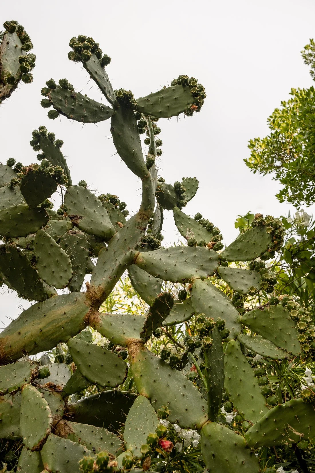 Close-up of a large prickly pear cactus with green pads, some with small pink fruit, set against a bright sky with some trees in the background.