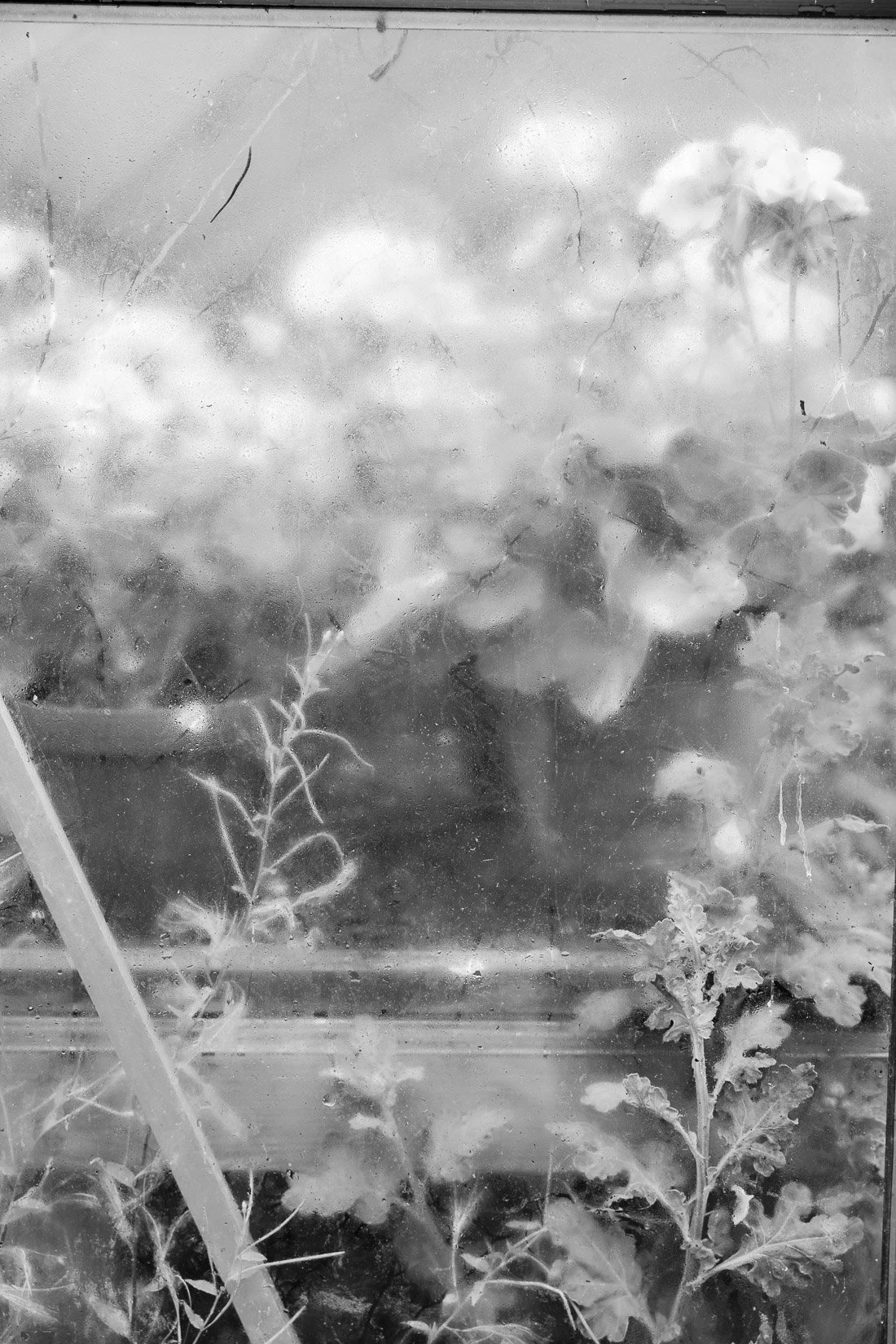A black and white photo of a flower garden viewed through a window with water spots and scratches.