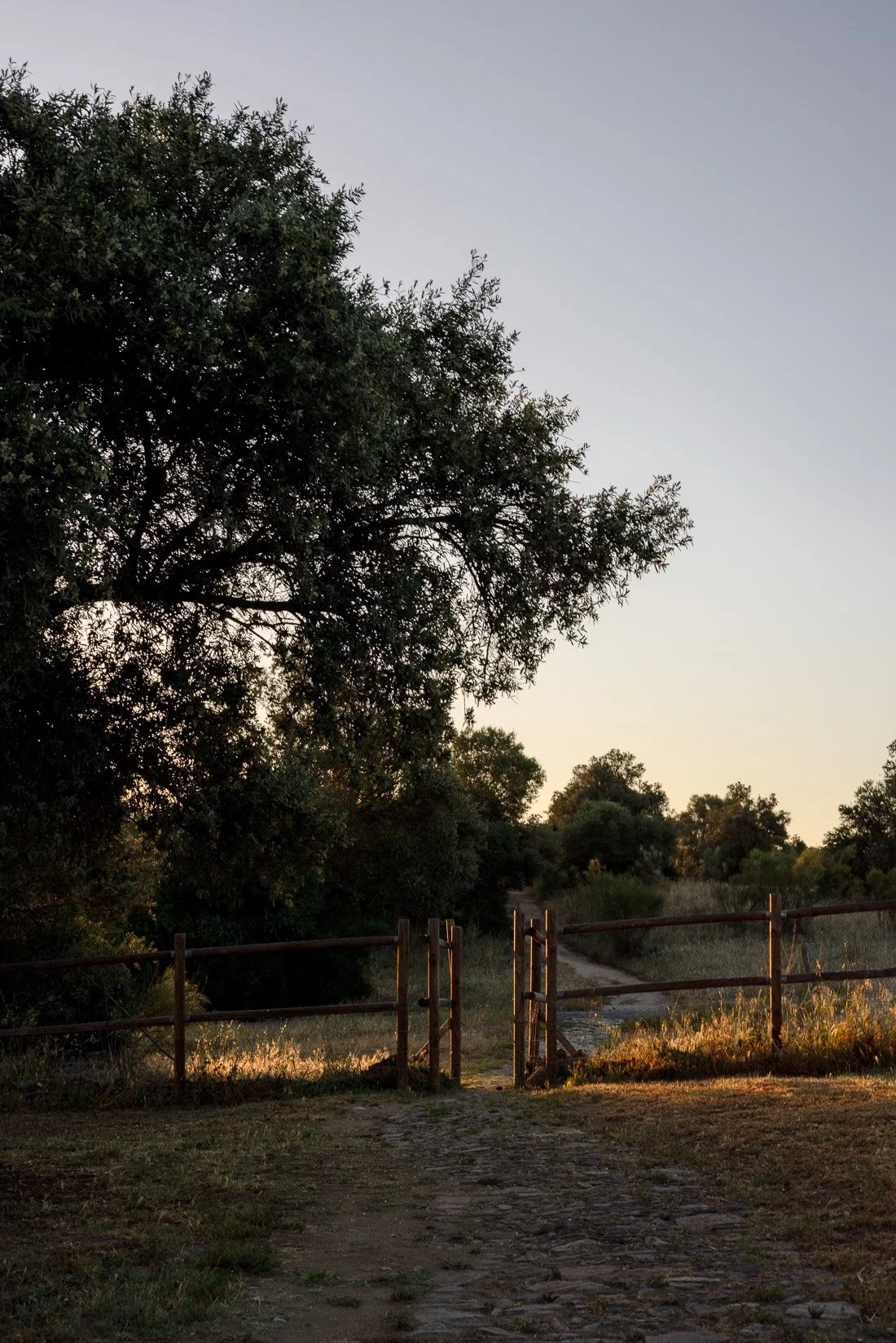 A dirt path leading through a grassy area with a wooden fence on either side, surrounded by trees and bushes, under a clear sky with the sun setting in the distance.