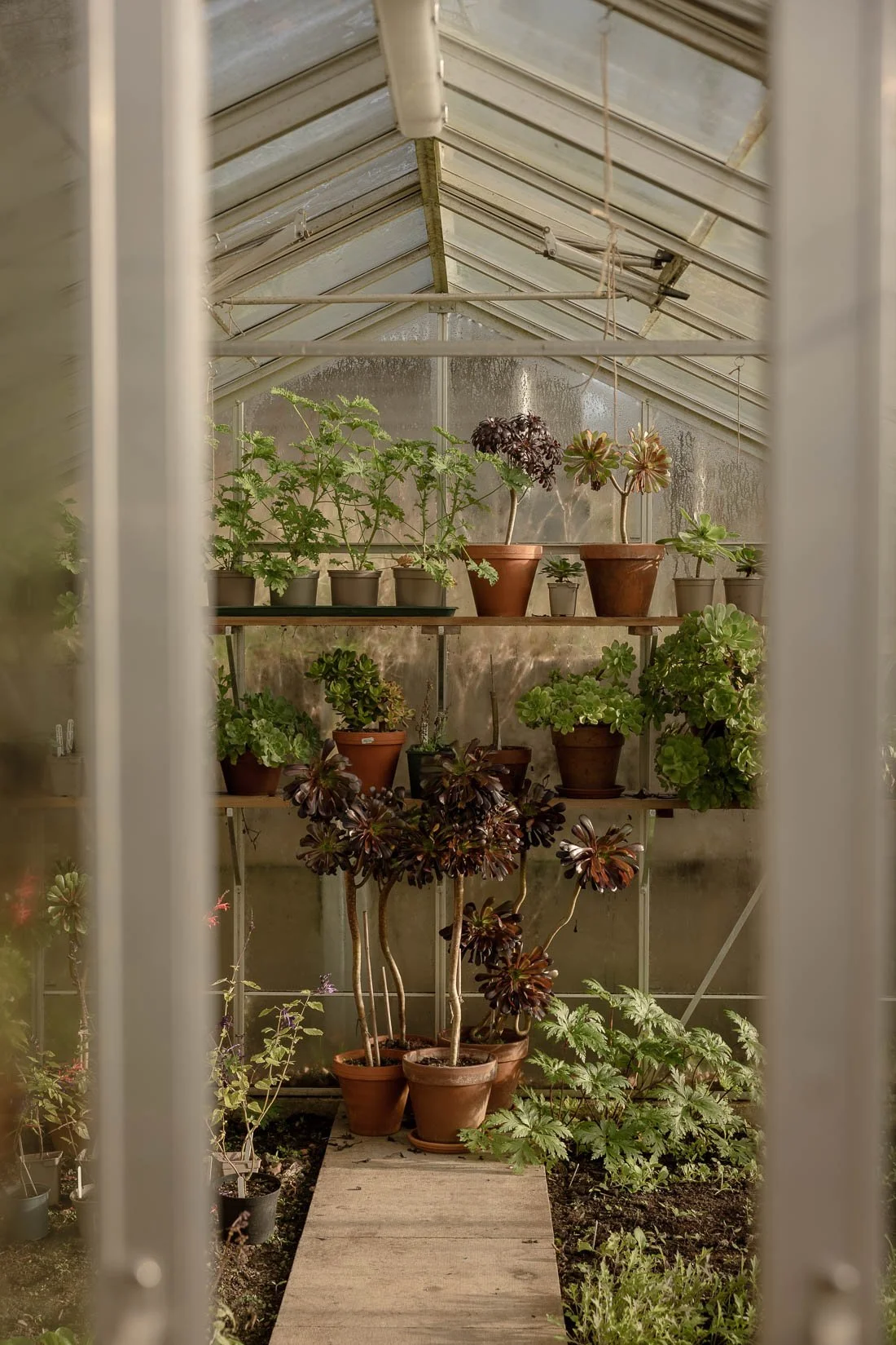 Inside a greenhouse with potted plants on shelves and ground, viewed through a partially open door.