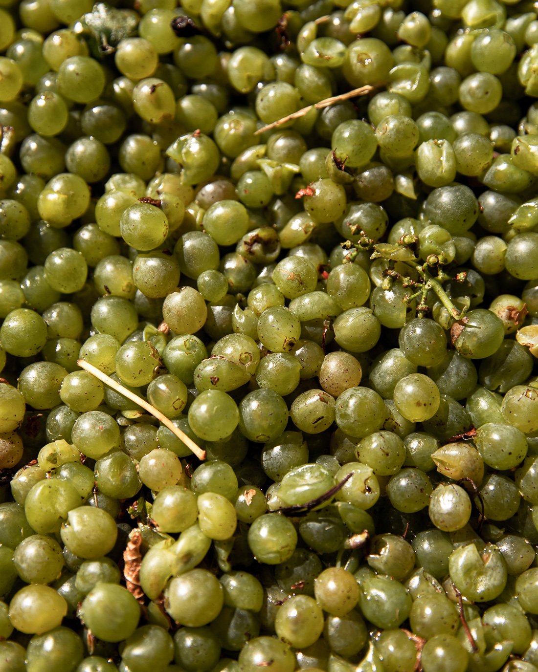 Close-up of green grapes scattered together.