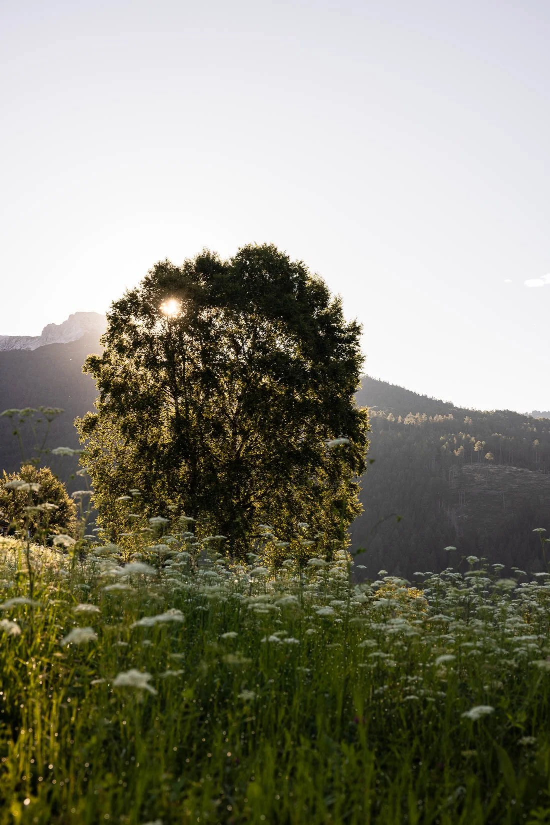 A large tree in a field of wildflowers with the sun shining through its leaves, set against a backdrop of mountains and a clear sky.