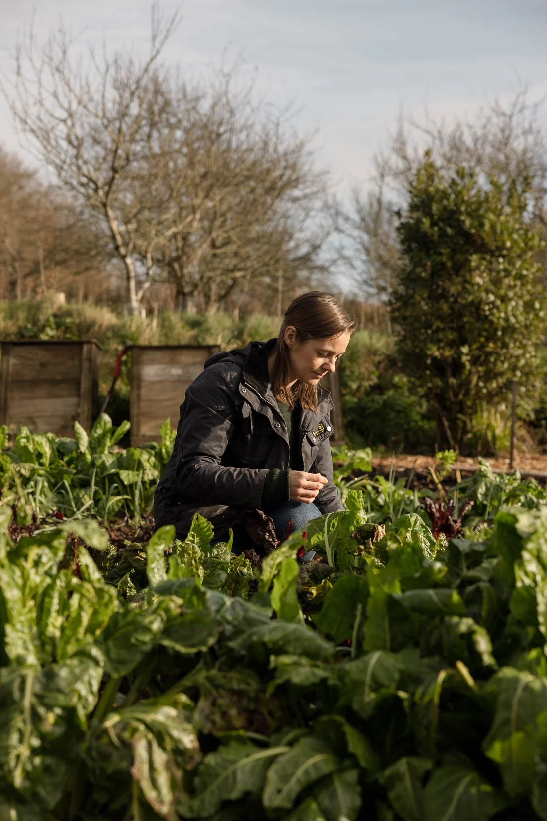 A woman in a black jacket squats in a garden, tending to green leafy vegetables on a sunny day.
