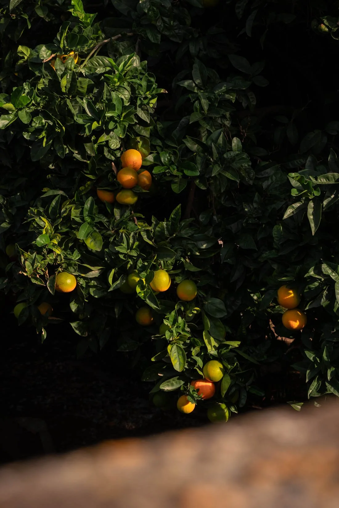 Orange and green citrus fruits growing on a leafy tree.