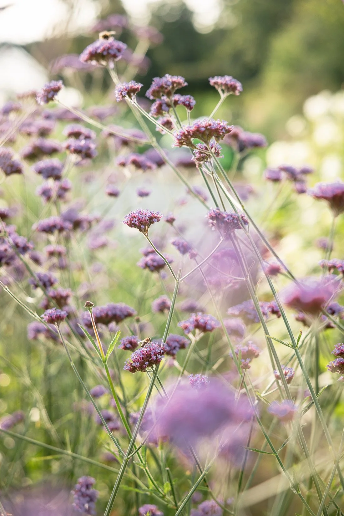 Purple flowers in a field with a bee and soft sunlight in the background.