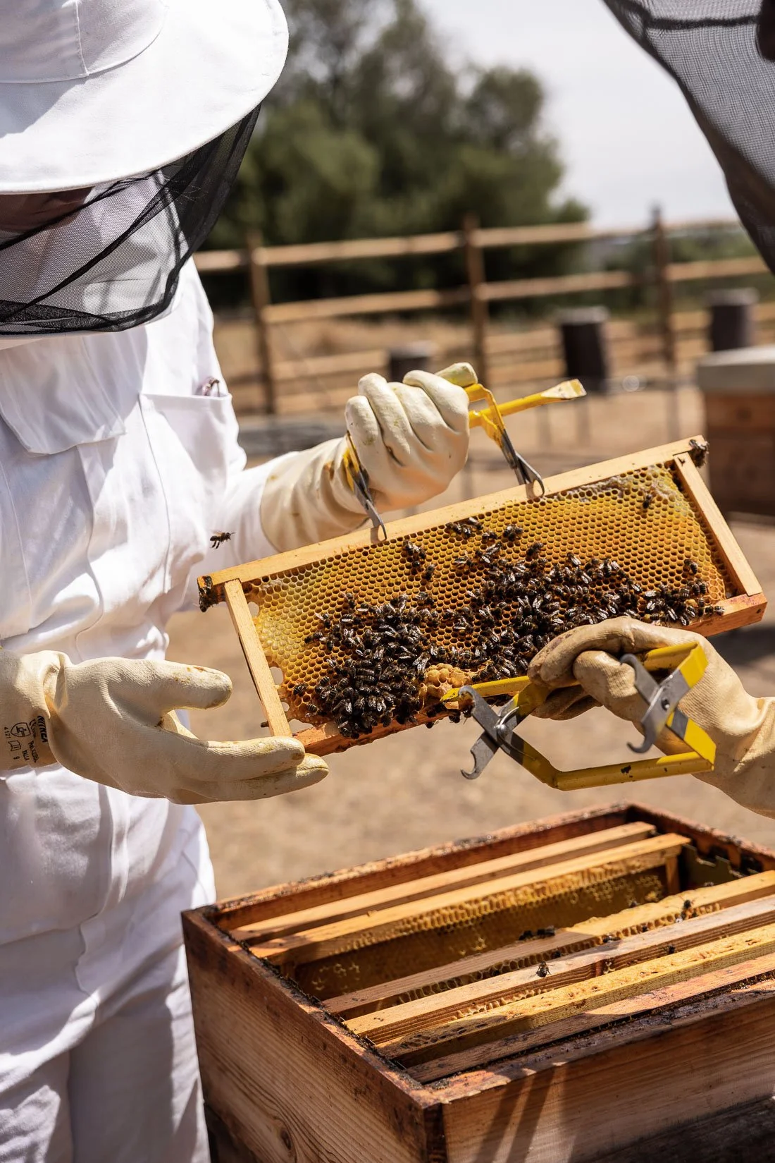 Two beekeepers wearing protective suits and gloves inspecting a frame full of bees in an apiary with wooden fencing in the background.