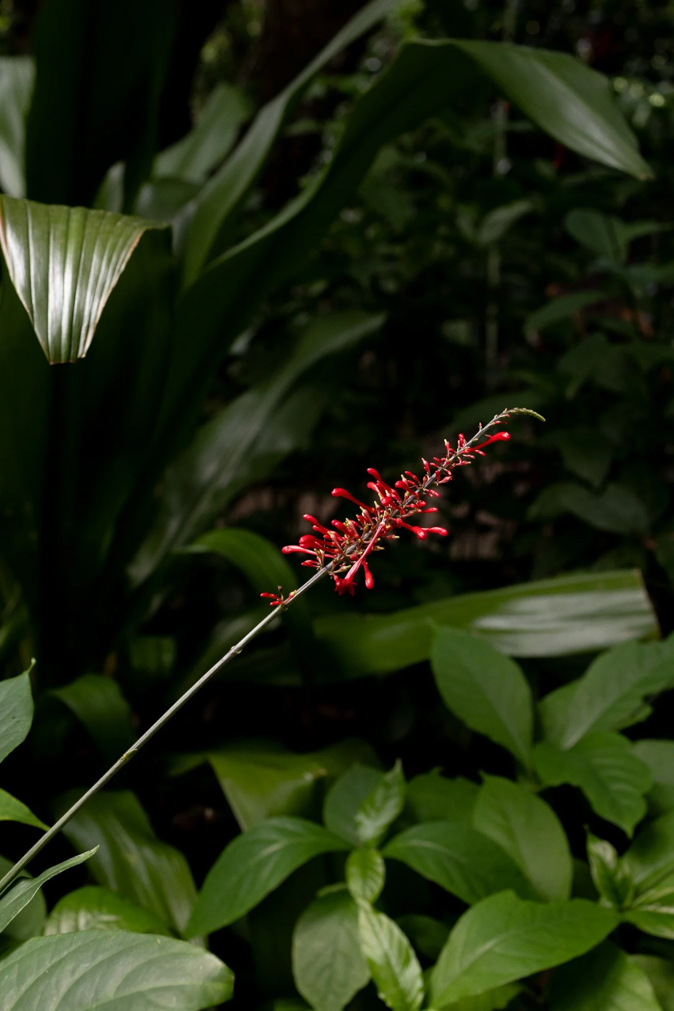 _S7A2950.jpg