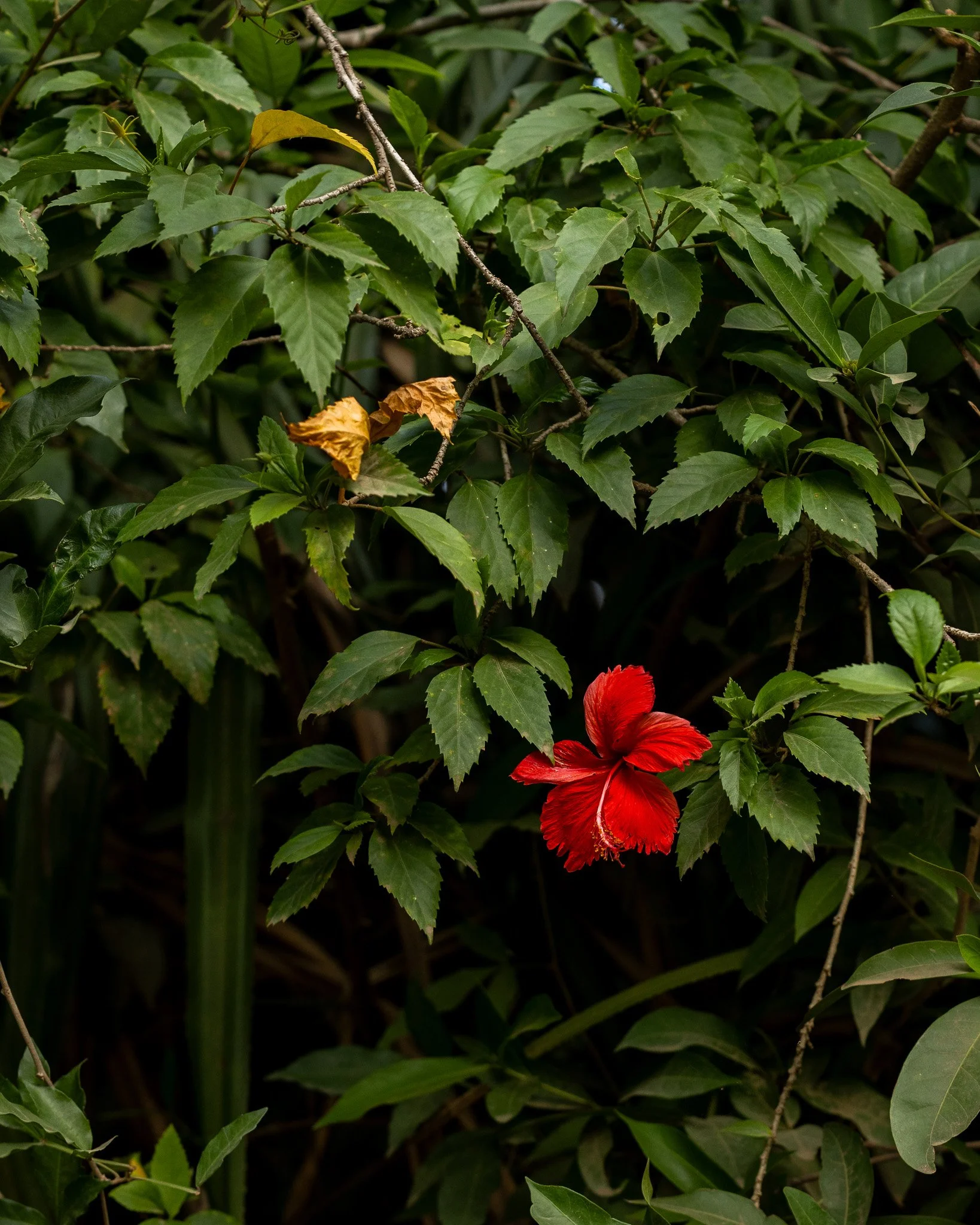 _S7A2737.jpg