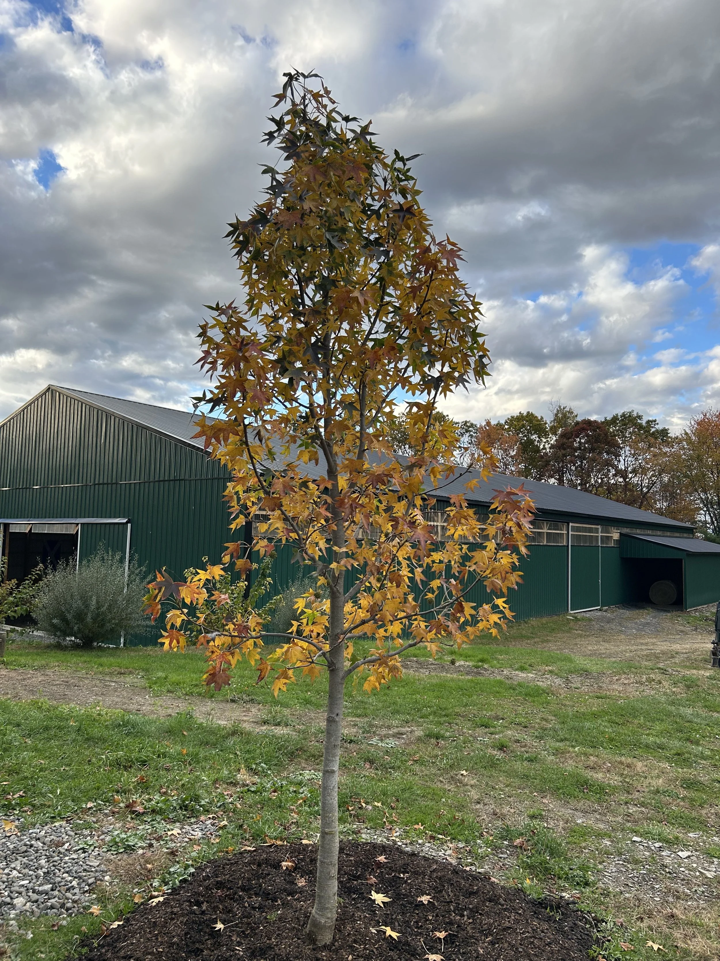 A young tree with changing autumn leaves in front of a green barn under cloudy sky.