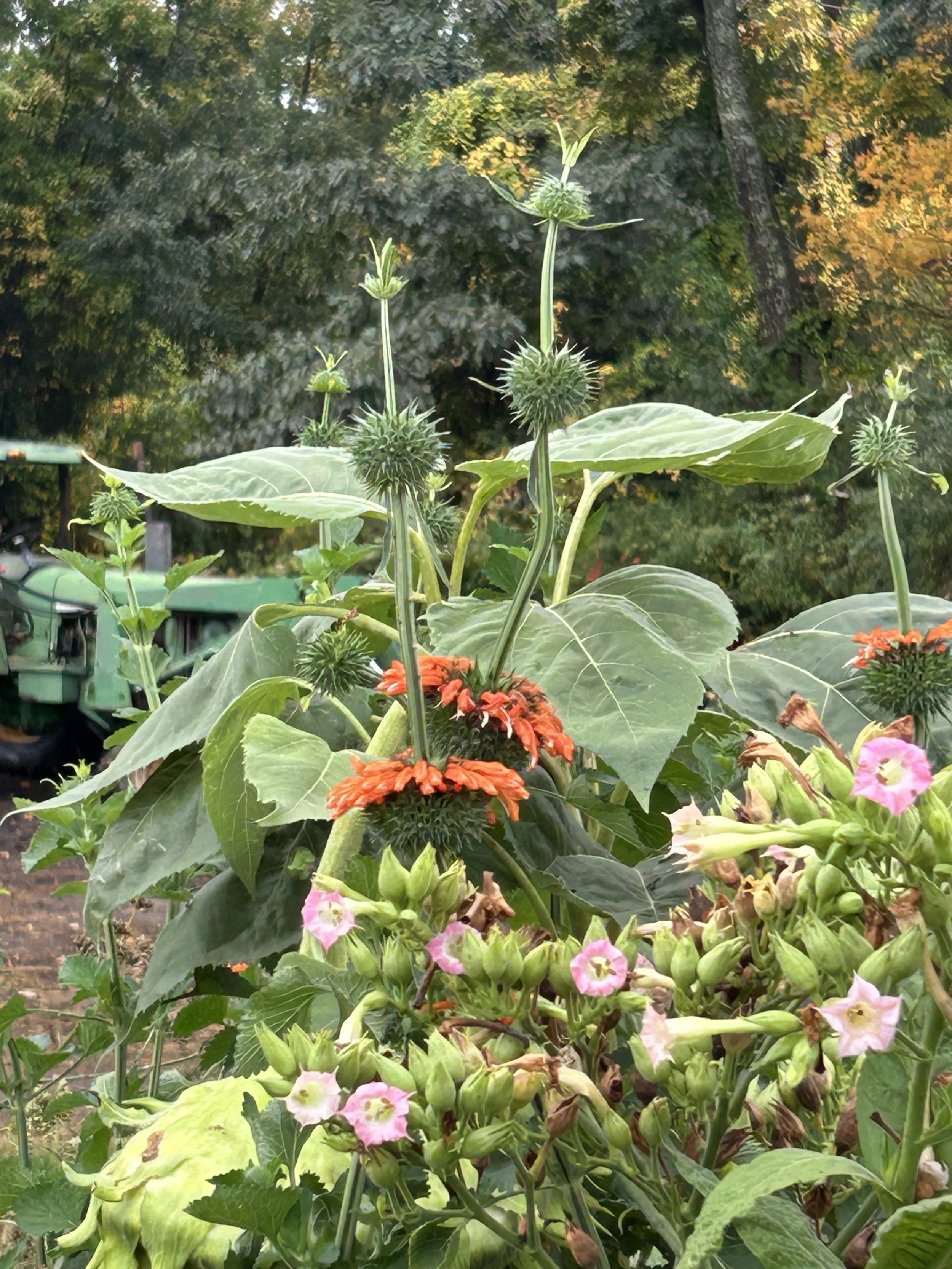 Close-up of blooming and seed-bearing plants with large green leaves, orange and pink flowers, and spiky seed pods in a garden setting.