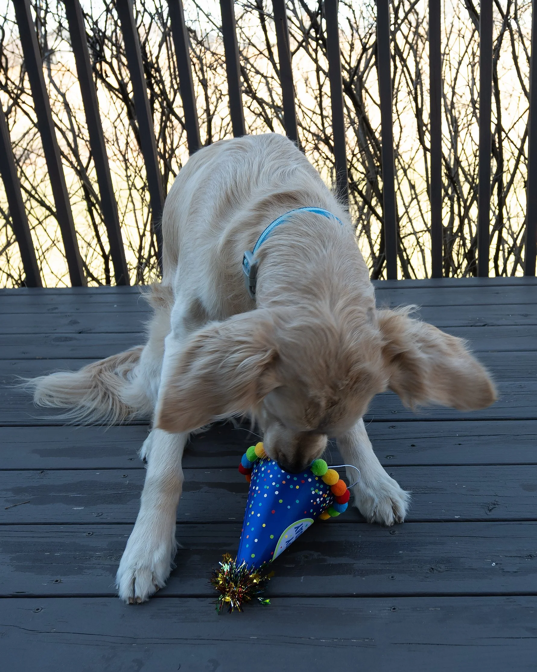 Three Years of My Best Friend 🐾