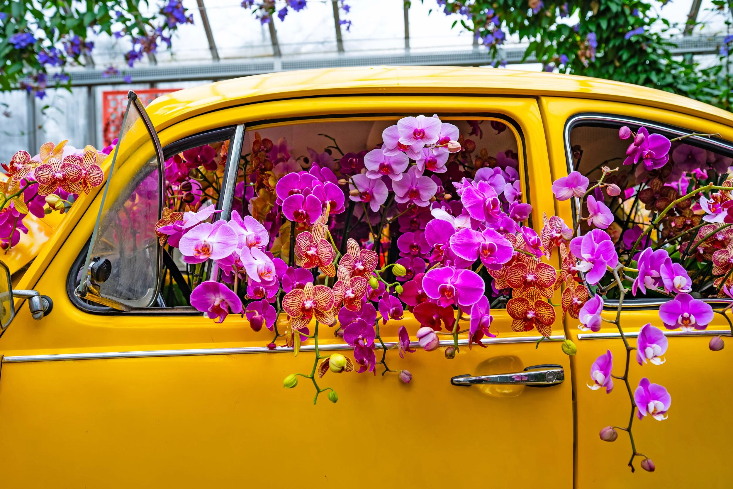 A Groovy Winter Escape: Orchid Show at Chicago Botanic Garden 🌸✌️