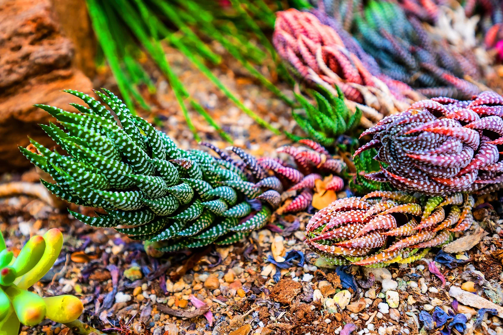 Photographing St. Mary’s Cathedral and Luthy Botanical Garden: A Photography Day in Peoria, Illinois ⛪️ 🪴