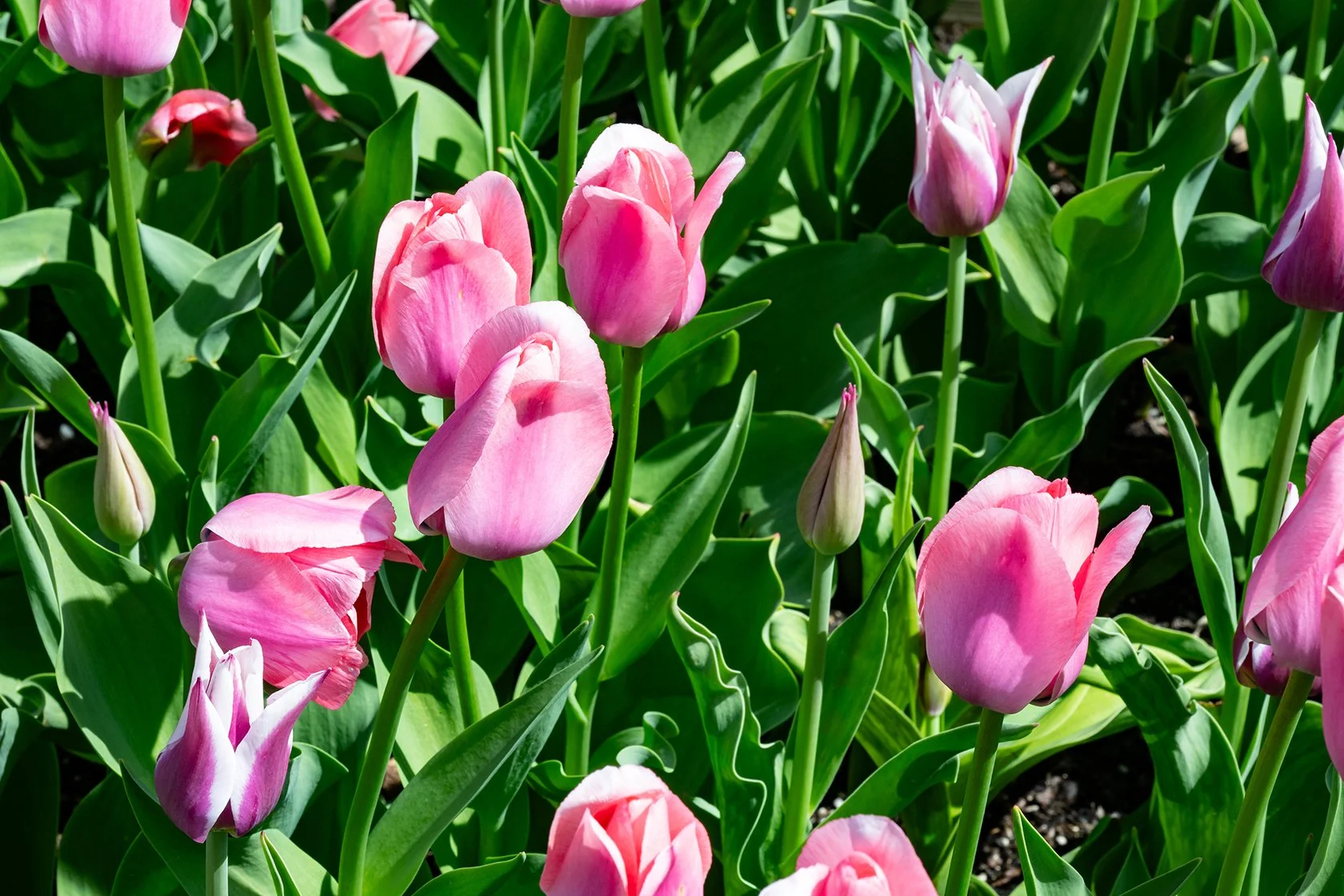 Chasing Spring at the Chicago 🌷Botanic Garden 