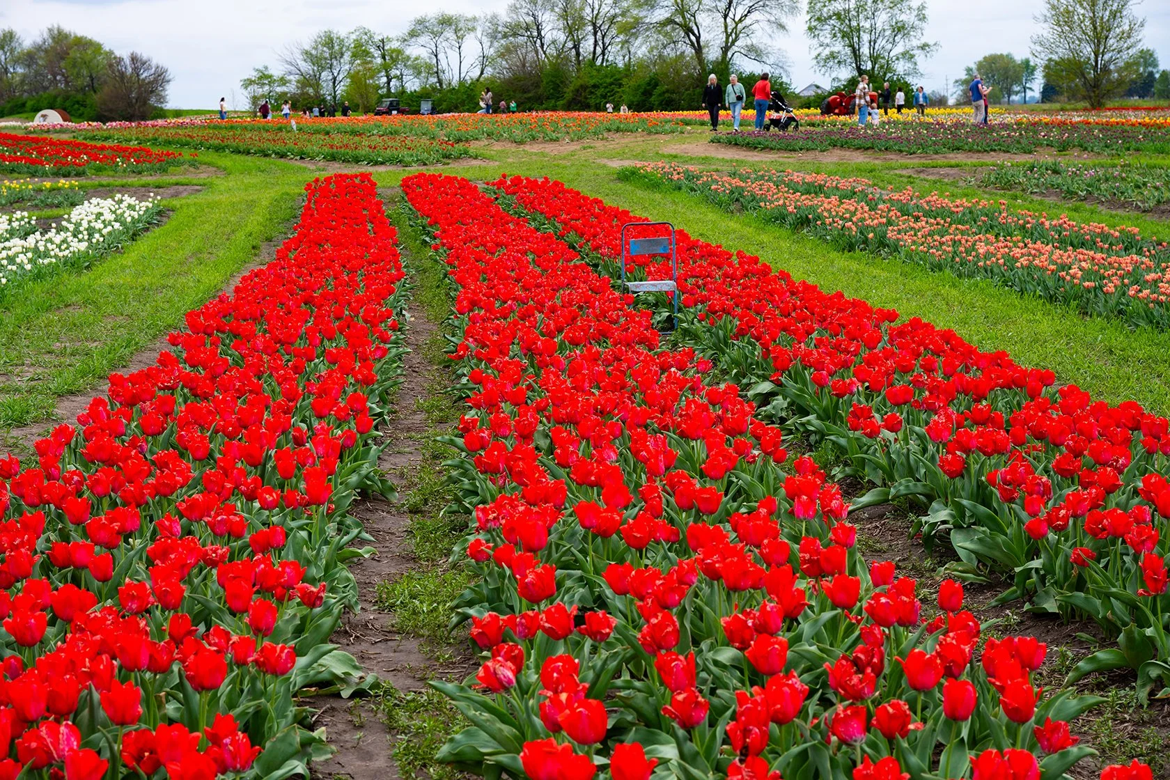 A Friday on the Road: Gardens, Tulips, and Small Town Stops - Before More Tulips in Michigan
