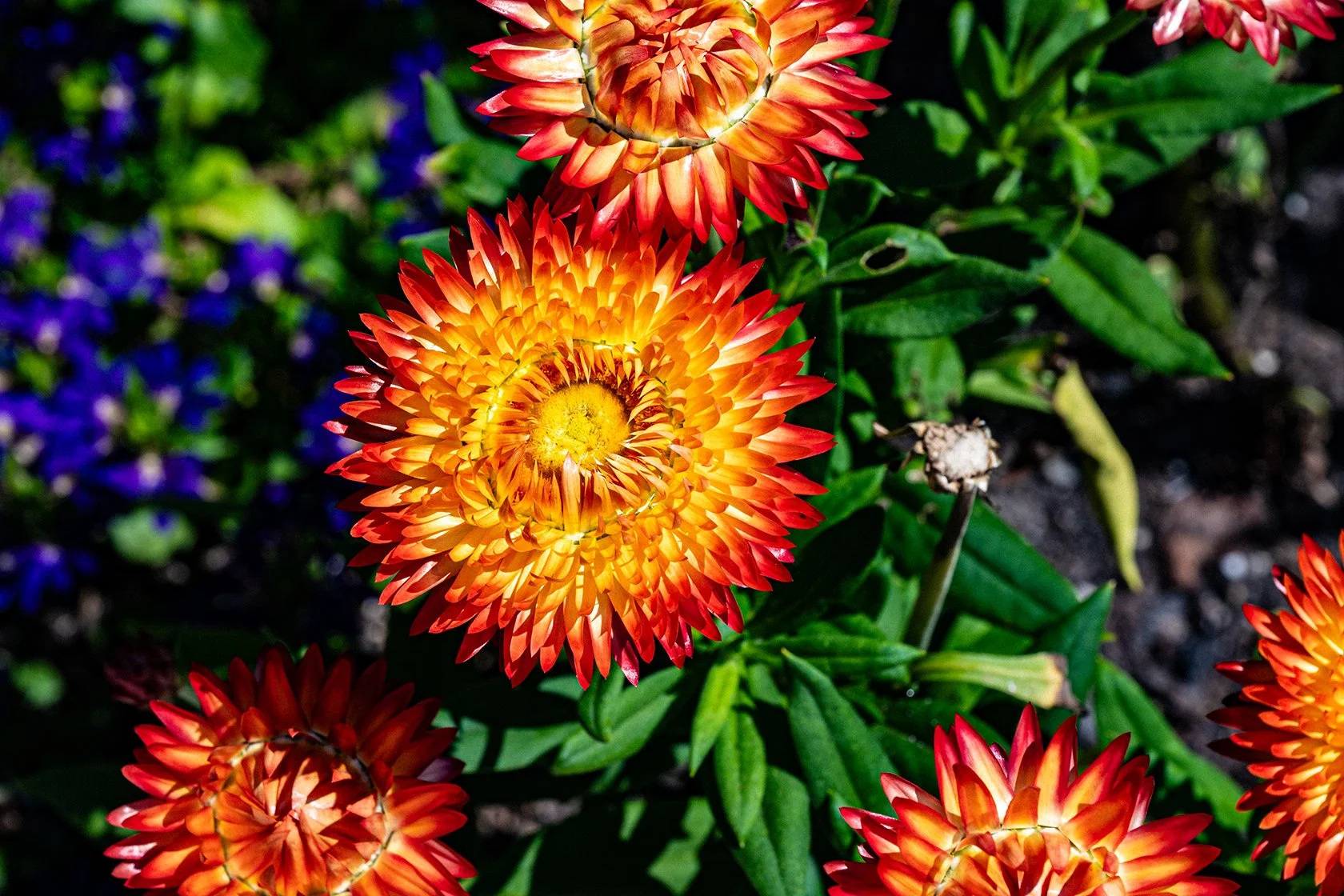 A Summer Day Along Lake Michigan: Chicago Botanic Garden, Fort Sheridan &amp; Kenosha 🌺