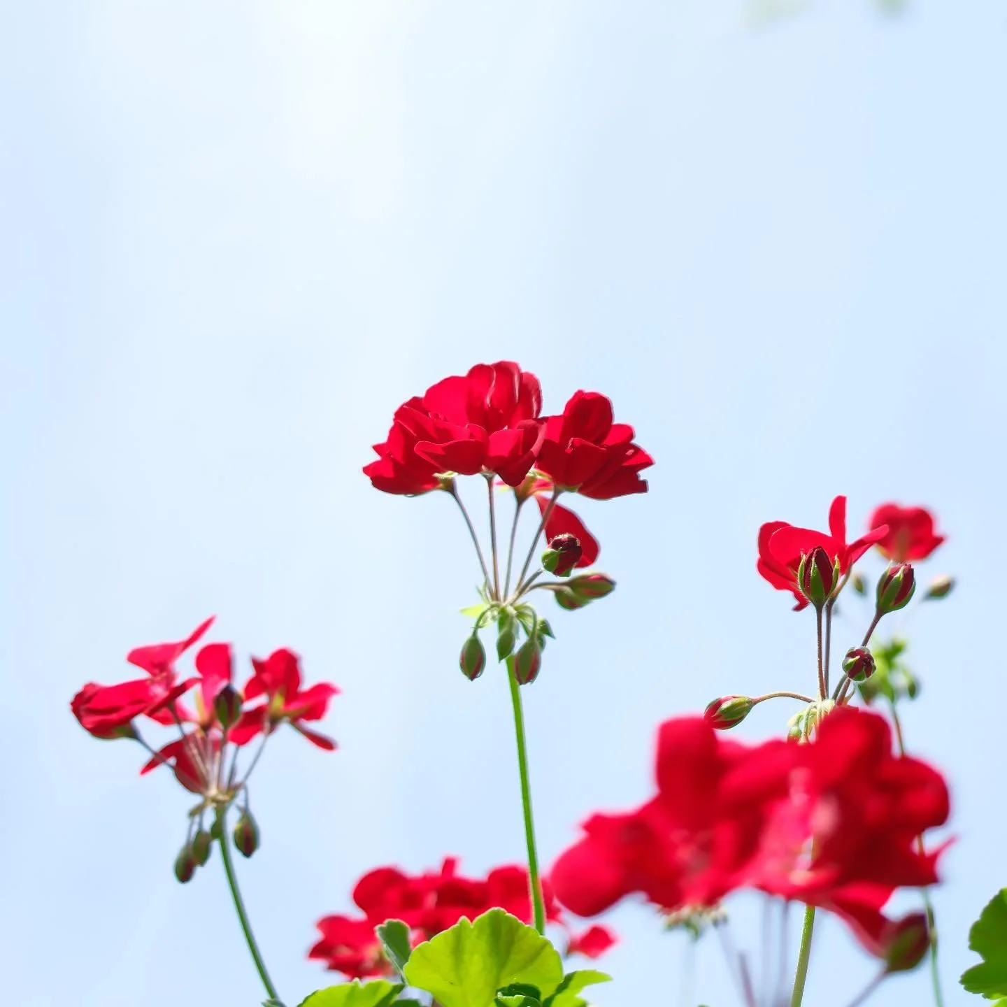 bright red geraniums are my current favorite flower