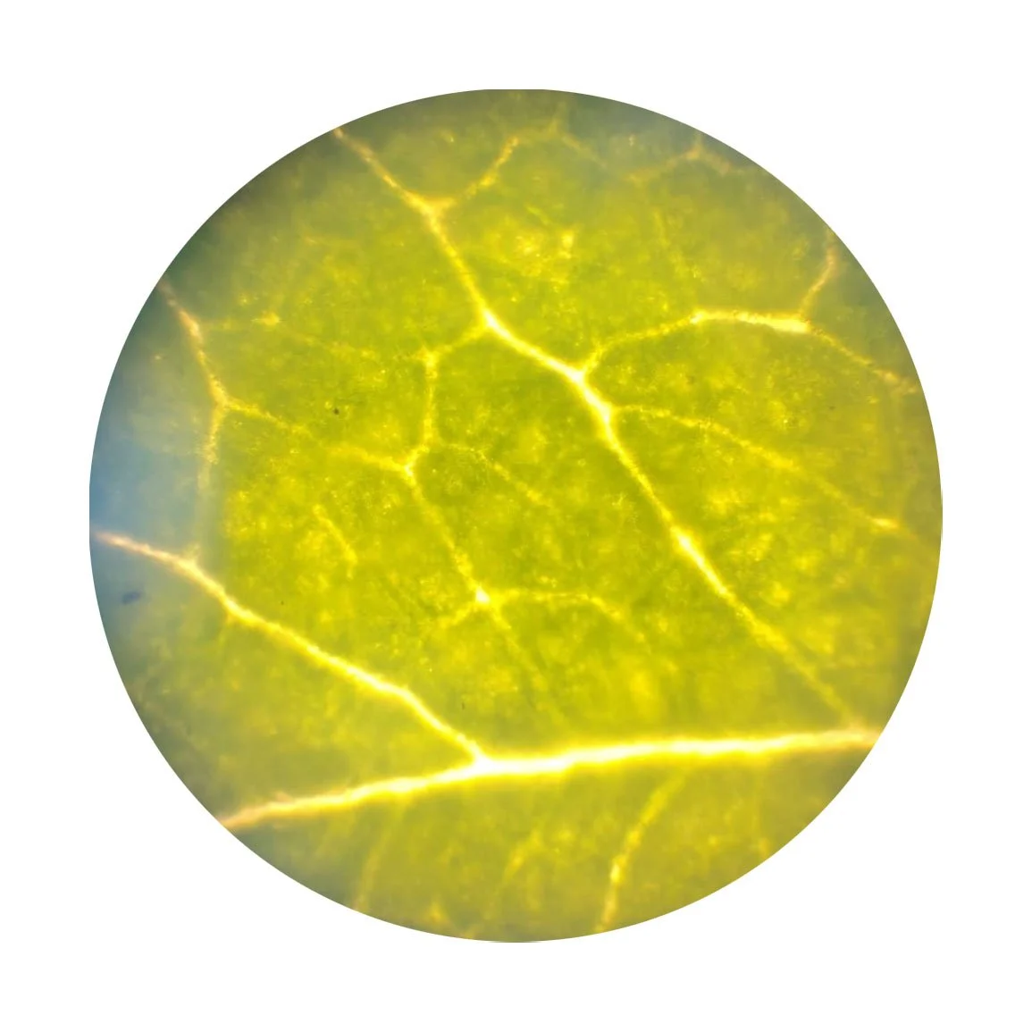 Close-up of a yellow-green leaf showing veins and texture.