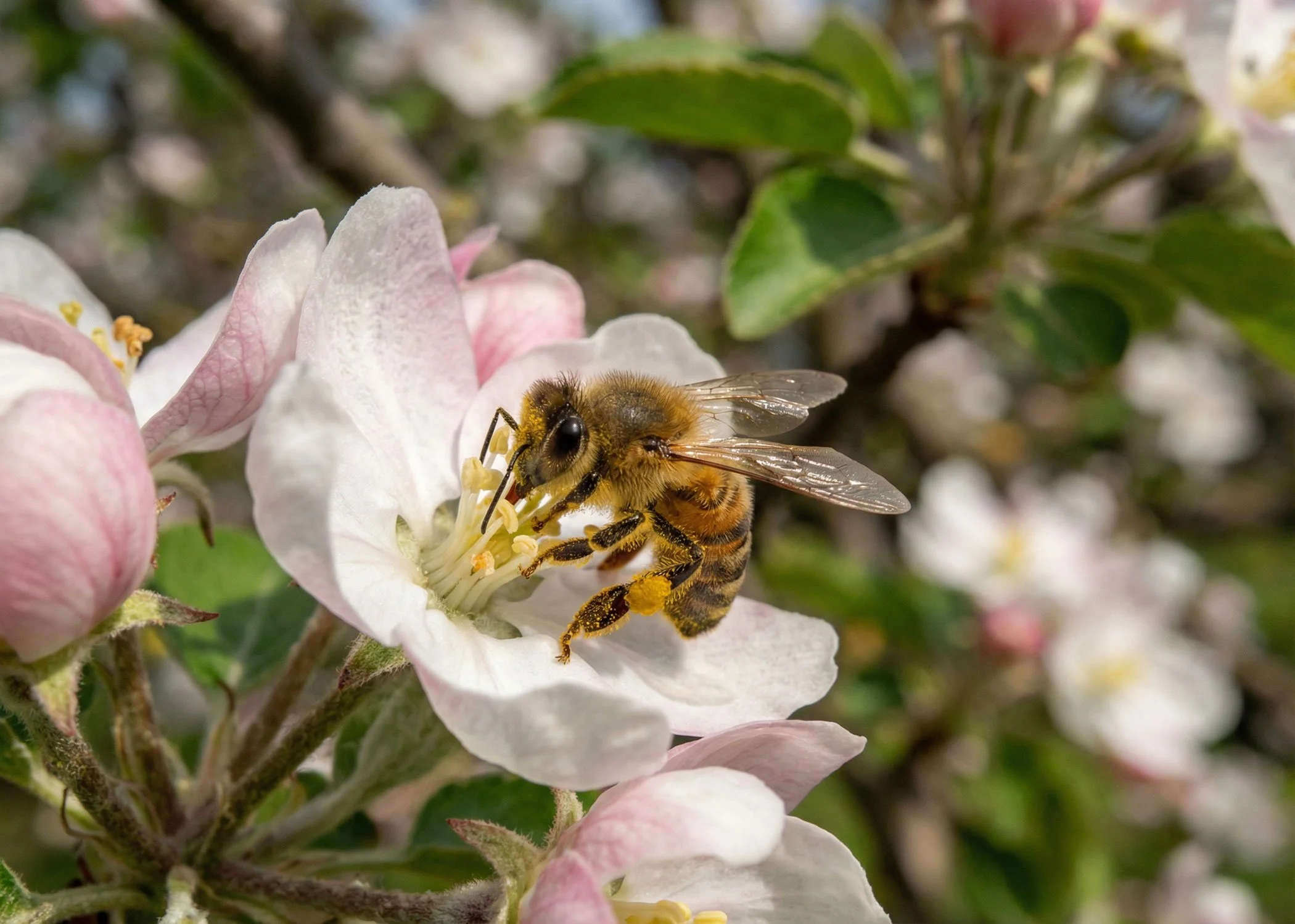 A bee collecting nectar from a white and pink flower with green leaves in the background.
