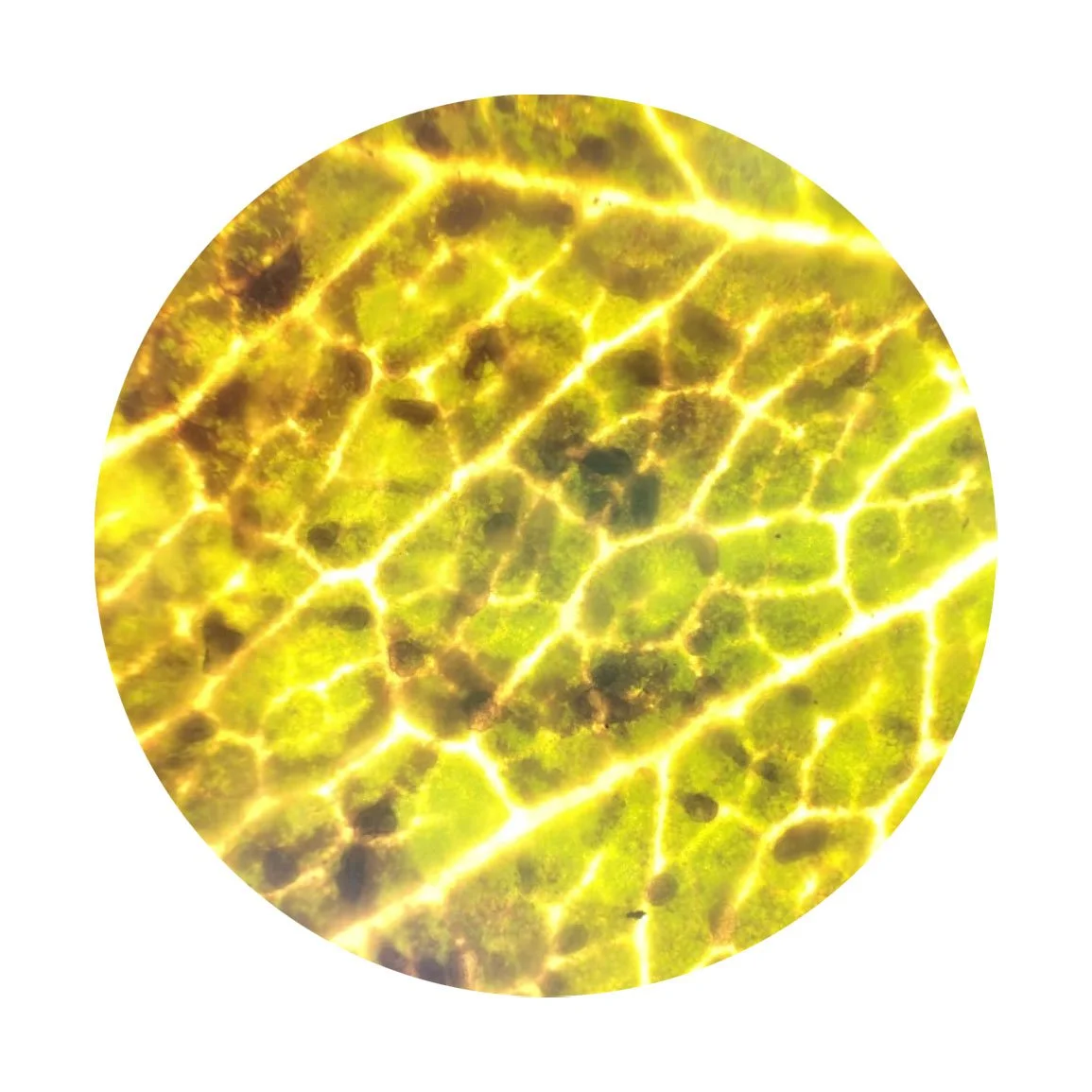 Close-up of a leaf showing the detailed green veins and translucent structure.