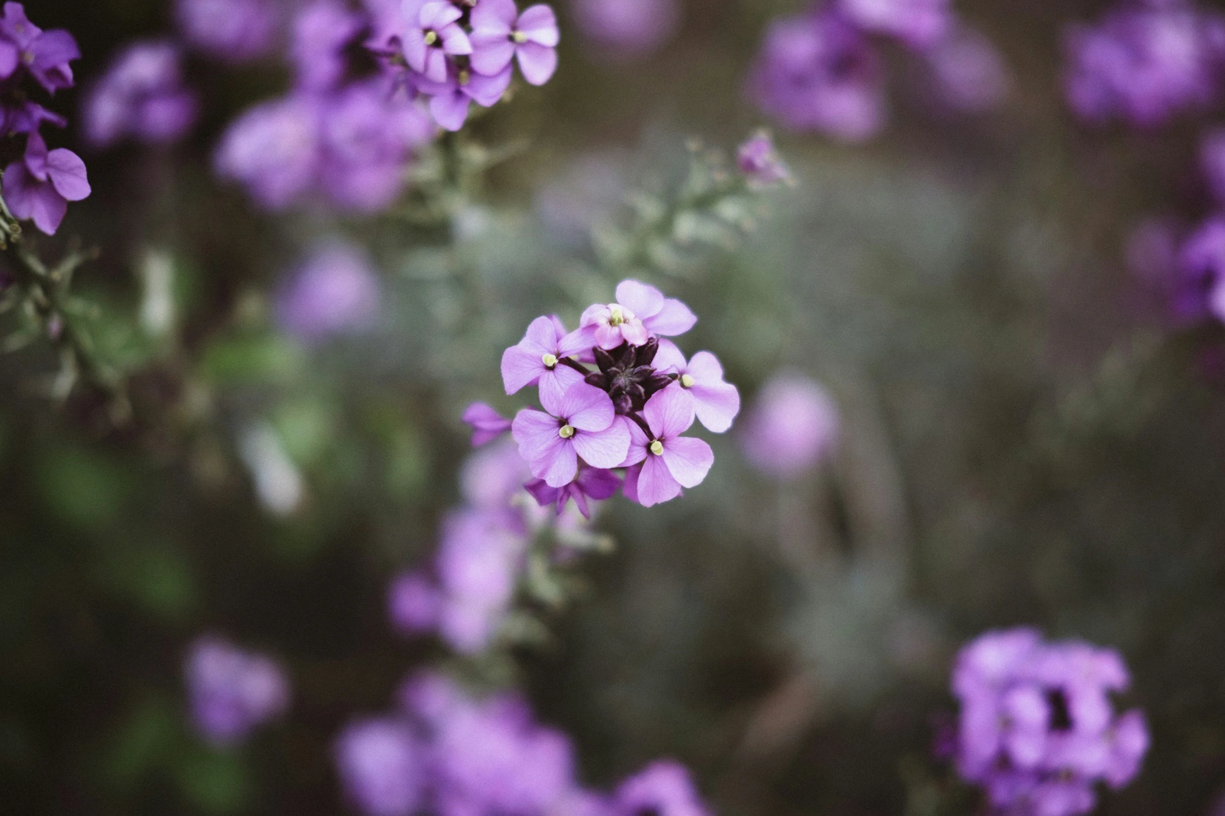 Flower in sharp focus with blurred background, illustrating shallow depth of field in photography