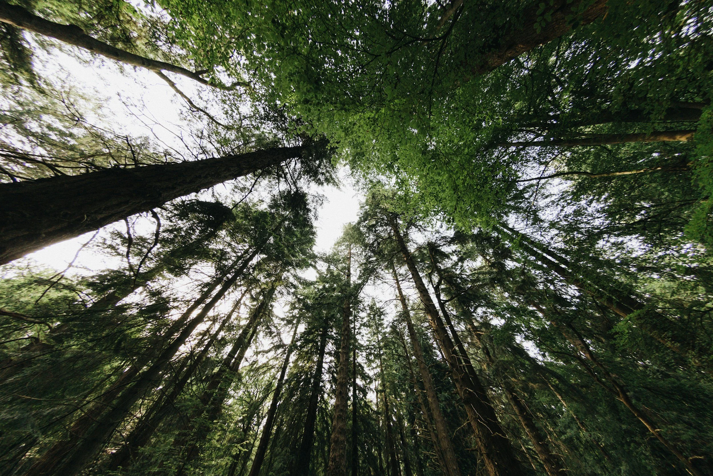 Tall trees photographed from below with wide-angle perspective, showing how focal length changes spatial perception