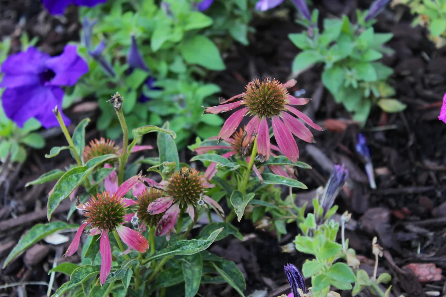 Hayden Lord Park 13.webp