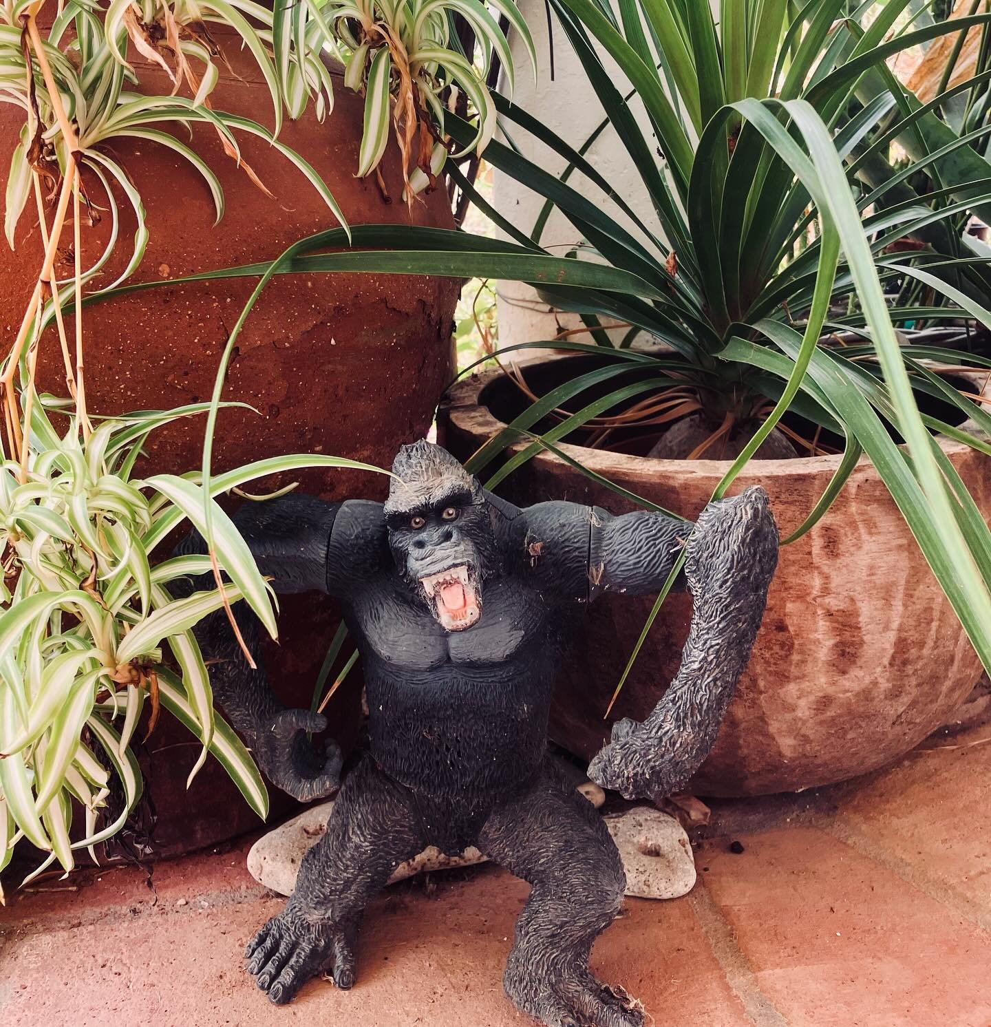 On the patio #tavira #casapaztavira #holidaysinnature #curralboieiros