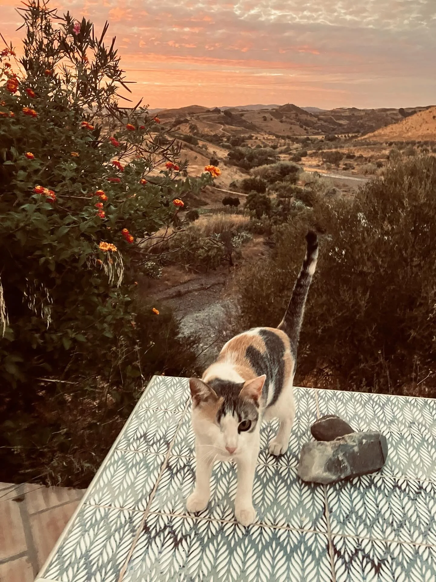 Nice sunset 🌝 #tavira #curralboieiros #casapaz #casapaztavira #holidaysinnature