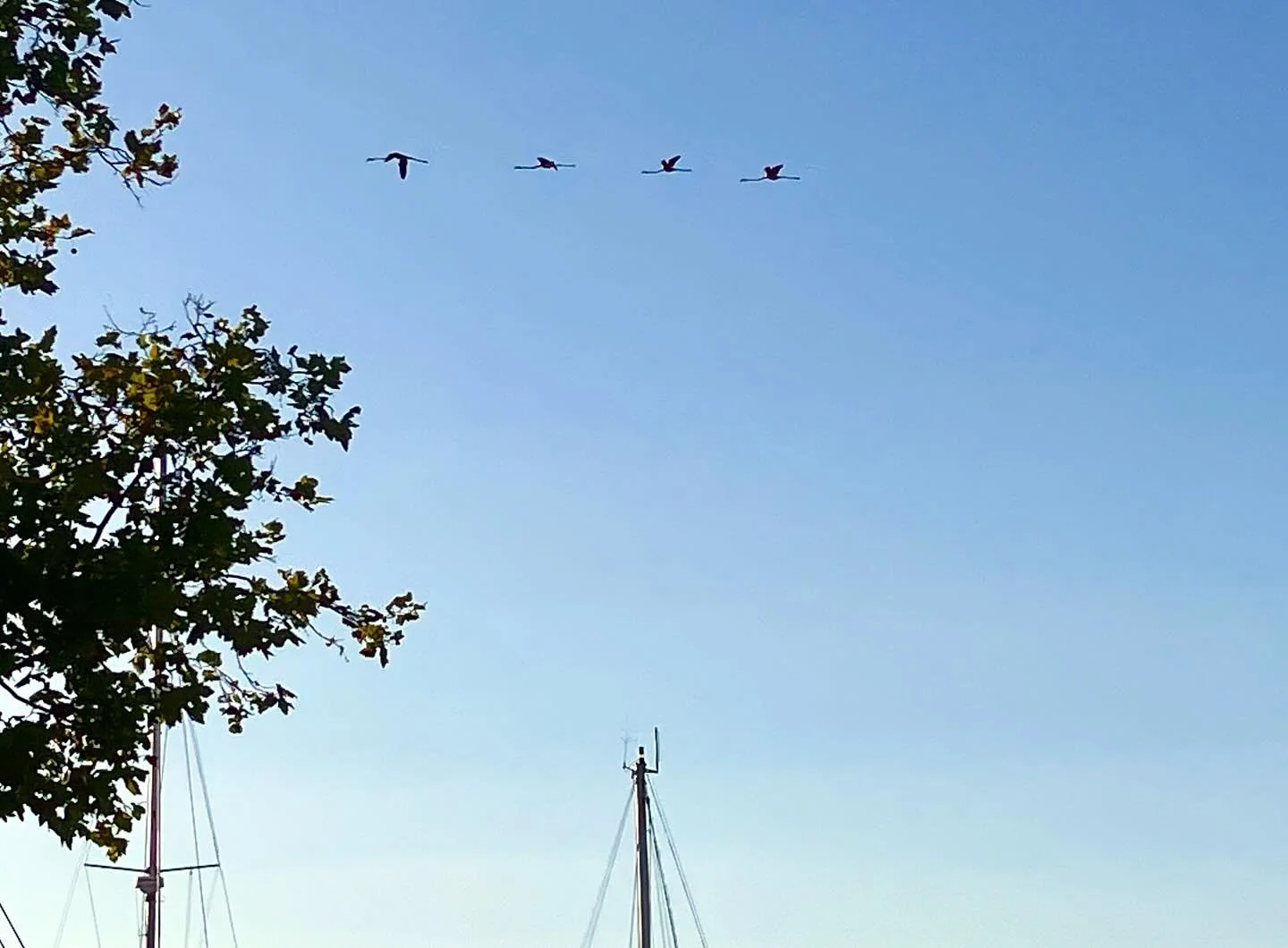Flying flamingos 🦩 #tavira #casapaztavira