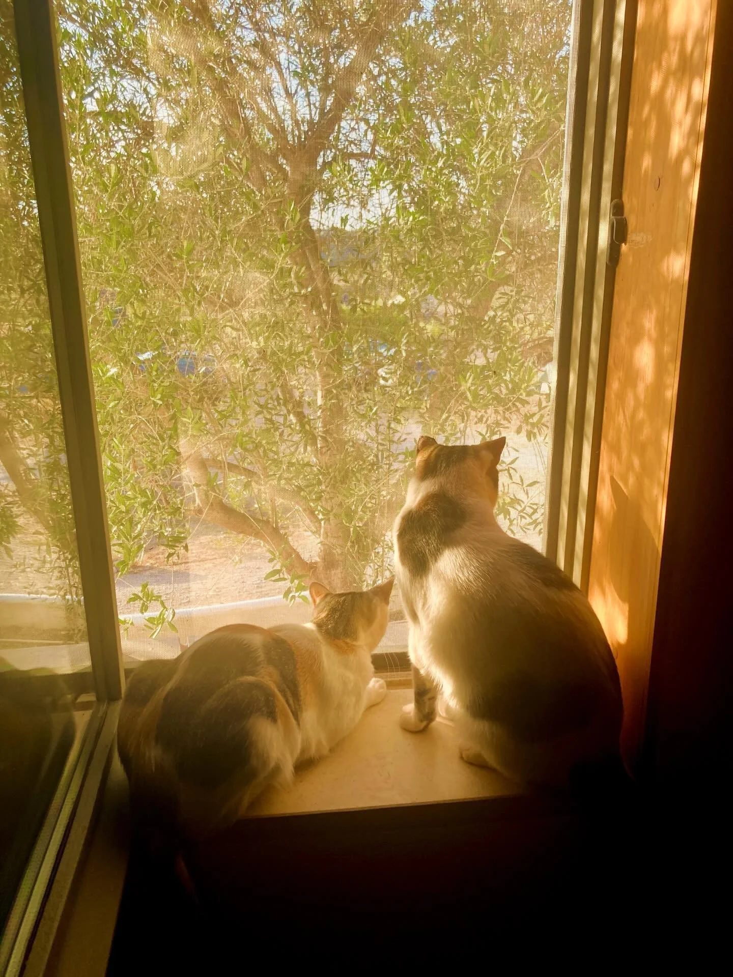 Cats and stuff at casa paz .. summer is on its way 22&bull; and rising #casapaztavira #holidaysinnature #weddingsinnature #curralboieiros #tavira