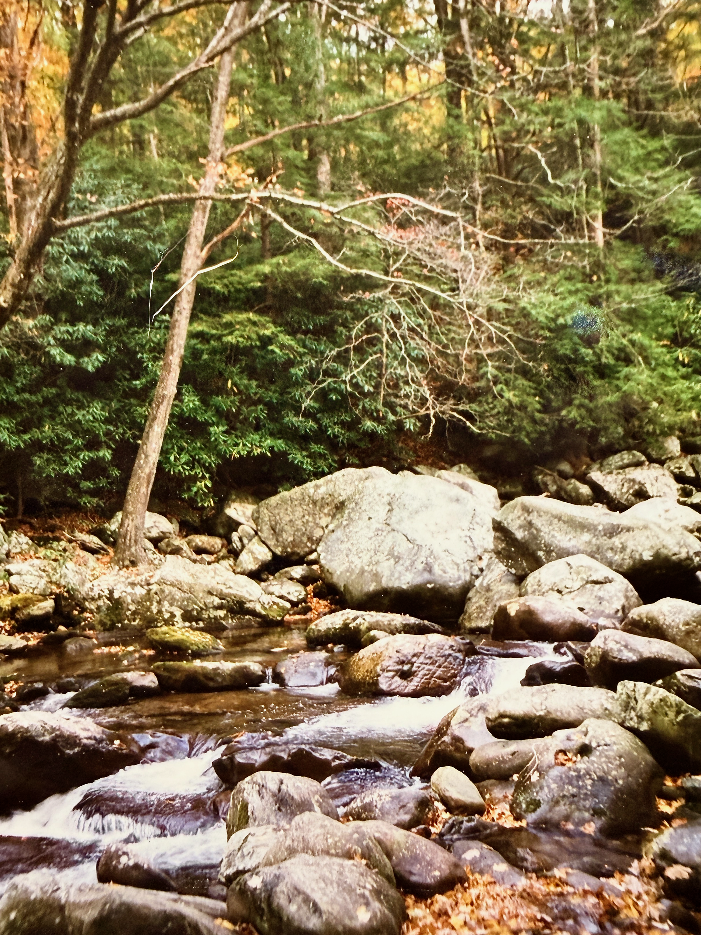 A forest scene with a small stream flowing over rocks and bordered by greenery and trees.