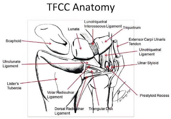 tfcc anatomy