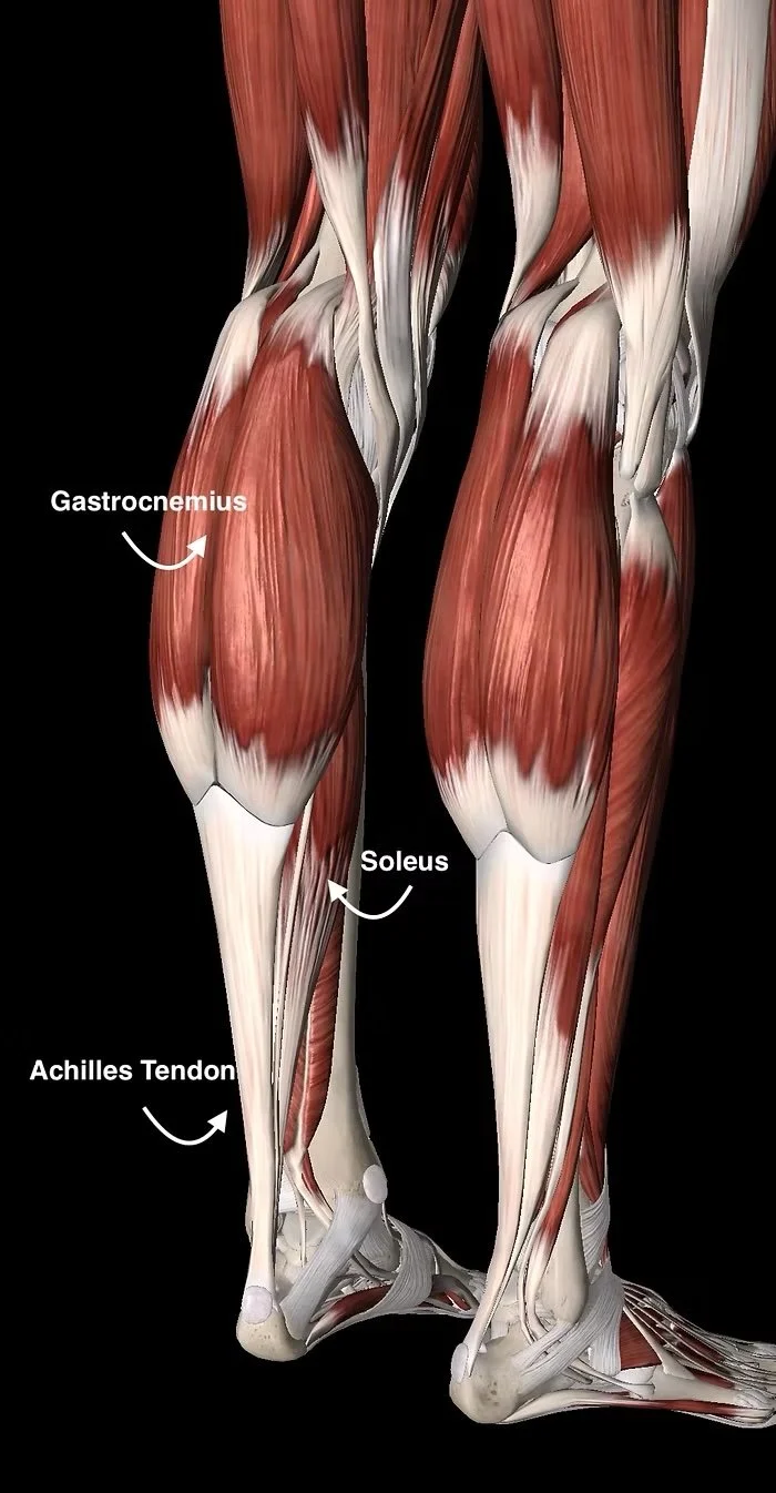anatomical achilles figure