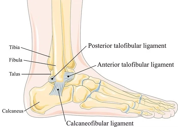 Ankle Anatomy