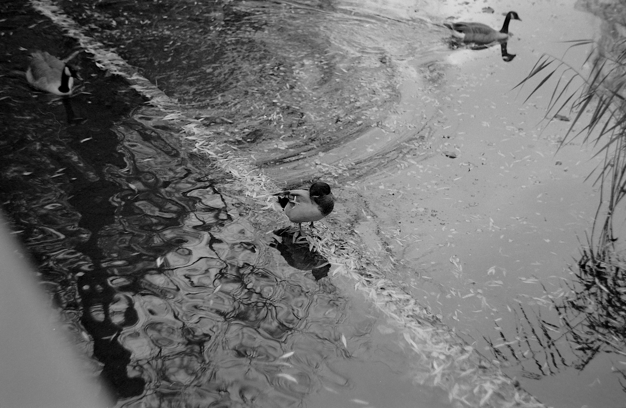 A black and white photo of a duckling standing on a small patch of land next to a water body, with other ducks swimming in the water nearby.