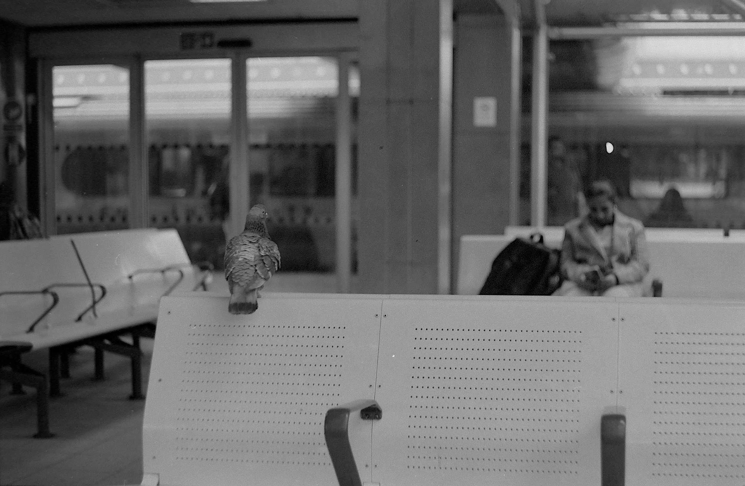 A pigeon perched on a white metal bench at a train station, with a man sitting on another bench in the background looking at his phone.