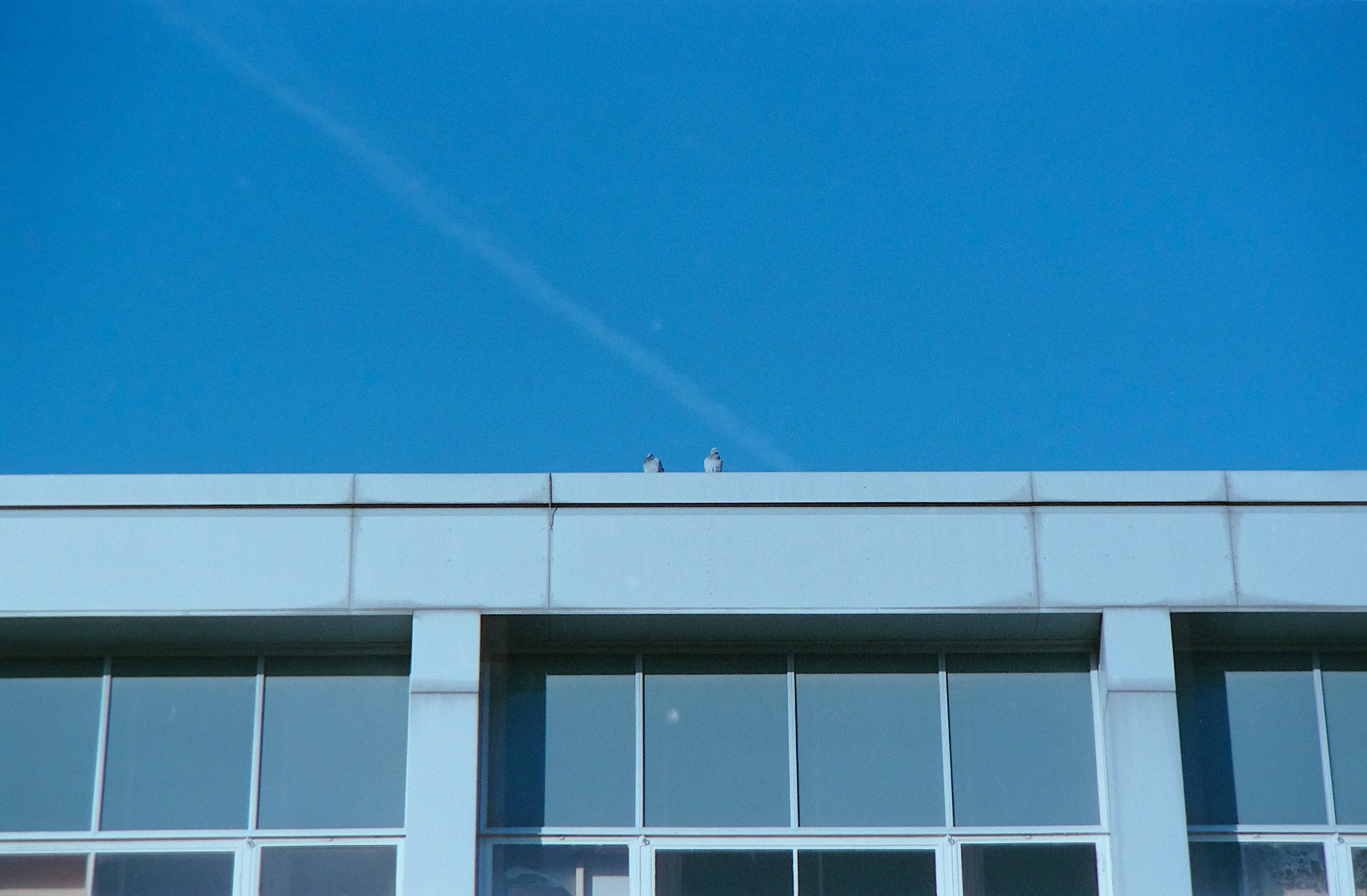 Two birds perched on the edge of a building rooftop under a clear blue sky.