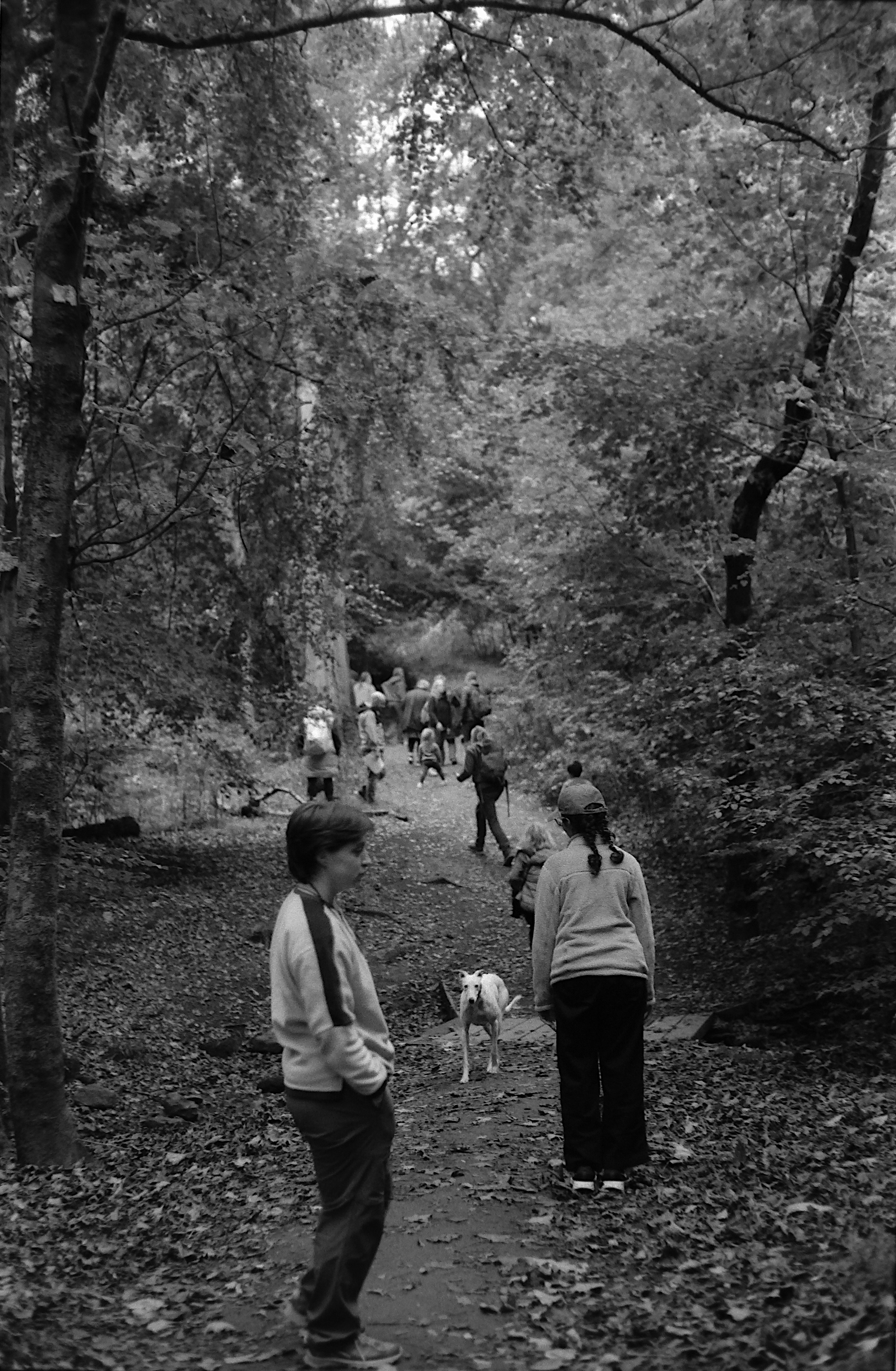 People hiking on a wooded trail with a dog and surrounded by trees.