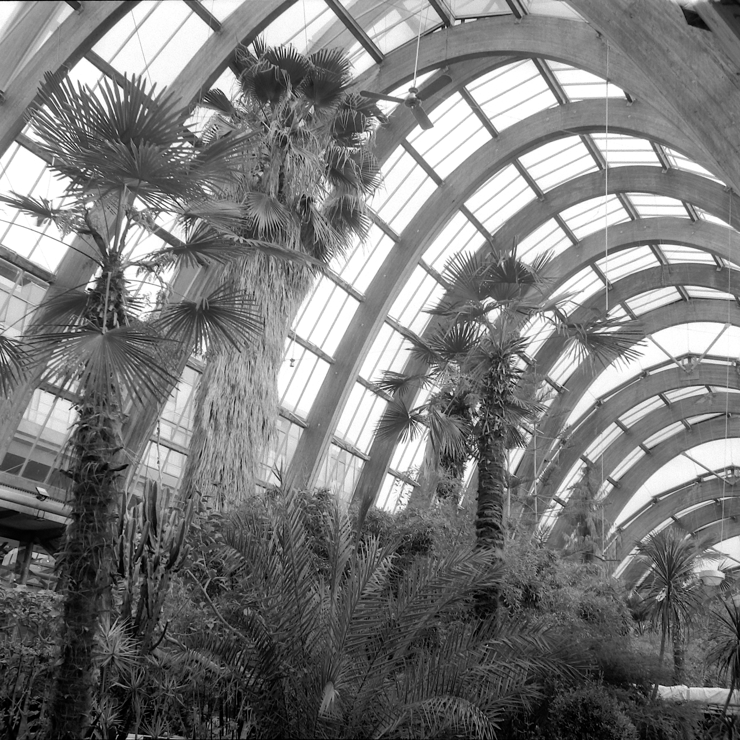 View of an indoor space with large palm trees and tropical plants inside a glass-roofed structure with curved beams.