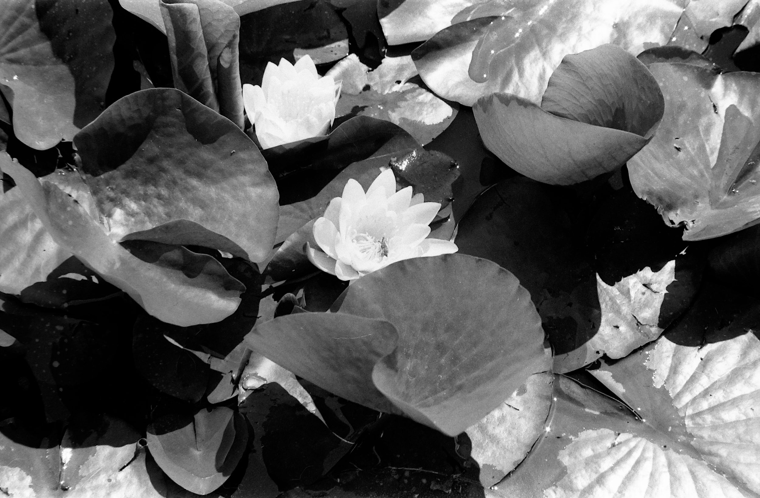 Black and white photograph of water lilies with large leaves floating on water and a blooming water lily in the center.